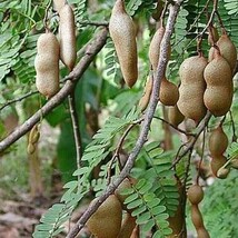 Large Tamarind Tree Tamarindus Indica In 3 Gallon Pot Pohon Asem Fresh G... - £116.06 GBP
