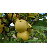 FMG 25 Nuvar Golden Hills Apple Seeds Fast Grow - $262.64 MXN