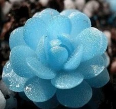 Blue Flower Succulent Seeds Rare 100PcsPack From US - $12.99