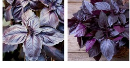 400+ Seeds Purple Basil Seeds Garden Spice Culinary Cooking - $18.99