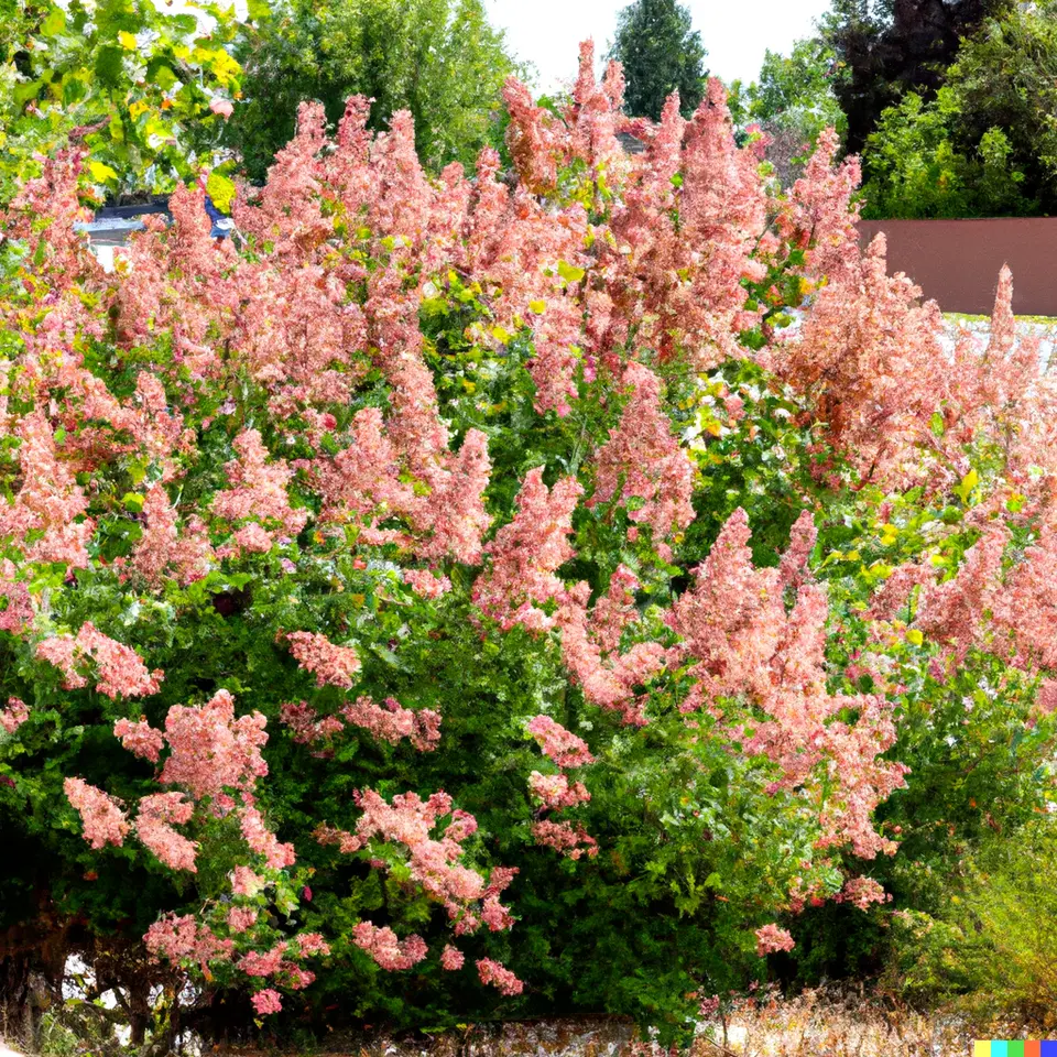 Pink Spiraea Seeds (S. tomentosa) | Hardy Flowering Shrub 500+  Seeds - $7.00