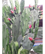  Spineless Thornless Edible Nopales Prickly Pear Cactus Pads, Opuntia El... - $240.92 MXN+