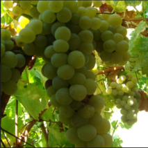 Muscat Ottanel Grape Vine - 1 Bare Root Live Plant - Buy 4 get 1 free! - £22.73 GBP+