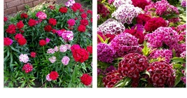 600 Seeds! Sweet William Dianthus Herald Of Spring Mix Partial Shade Ok Seeds - £20.80 GBP