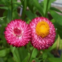 Grow In US 200 Seeds Strawflower Helichrysum Bracteatum Rose - £6.77 GBP