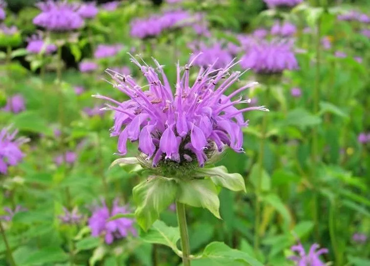 Wild Bergamot Flower 300 Seeds - £7.42 GBP