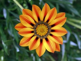 20PCS Orange Gazania  Flower Seeds High Germation - $2.92