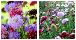 Pincushion Formula Mix Seeds Garden Seeds 400 Seeds  - $26.99