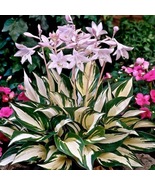 Hosta fire &amp; ice 3 node fresh  cutting  - $167.75 MXN