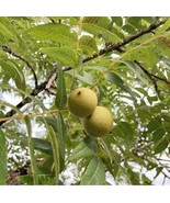 1 Black Walnut Trees Bare Root Approximately 12-18 Inch Fresh Garden Beautiful - $29.99