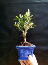 Bonsai - Olive tree - Special plant - £47.49 GBP