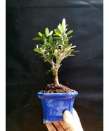 Bonsai - Olive tree - Special plant - £46.78 GBP