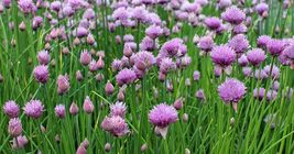 100 seeds, CHIVE Allium Schoenoprasum Vegetable Seeds - $5.00