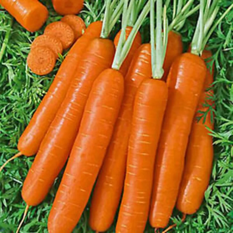 800 Scarlet Nantes Carrot Seeds USA Seller - $9.98