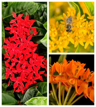 10 Gay Butterflies Milkweed Red Yellow Orange Mix Asclepias Tuberosa Flower Seed - £13.58 GBP