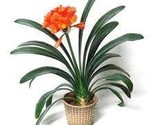 Clivia Miniata Plant Gorgeous Bonsai Rare Bush Lily Flower Bonsai 100 PC... - $13.01