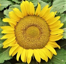 Garden Store Yellow Pygmy Sunflower Seeds 45 Seeds Non-Gmo - £5.98 GBP