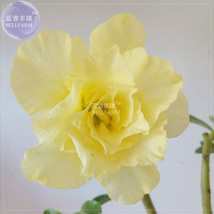 BELLFARM Adenium Yellow Desert Rose Seeds, 2 seeds, professional pack, 5-layer b - £3.24 GBP