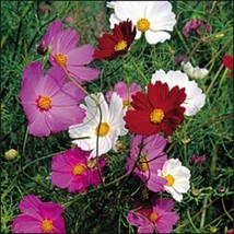 35 Cosmos Cosimo Purple Red White Mix Drought Tolerant Long Lasting Annul - £13.49 GBP
