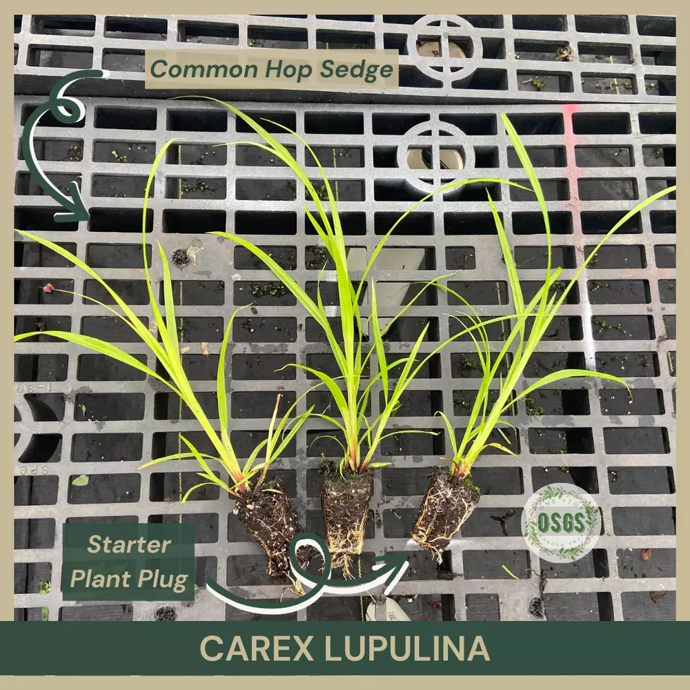 Starter Plant Plug Carex lupulina Common Hop Sedge Sedge Family - $18.37