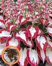 Hosta Seeds. Beautiful Hosta Bonsai, Perennials Lily Flower Shade Hosta Flower  - $10.49