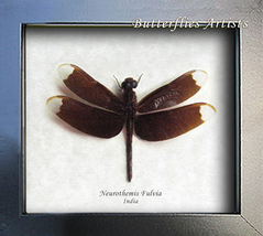 Reddish Brown Real Dragonfly Neurothemis Fulvia Entomology Collectible S... - $44.99