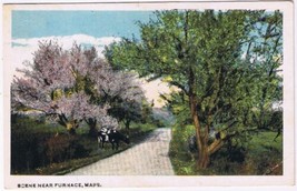 Postcard Cow Spring Trees Blossoming Scene Near Furnace Massachusetts - £2.95 GBP