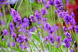 Lavender Vera Spring Mosquito Insect Repellent Perennial NON-GMO Usa 1200+ Seeds - £3.71 GBP