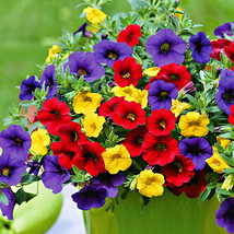 BELLFARM Mix Calibrachoa Garden Petunia Shuttlecock Flower Horn Bonsai Flower Se - £5.25 GBP