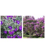 Tibouchina Lepidota grandifolia 4&quot; Pot Variegated Purple Princess Glory ... - £57.13 GBP