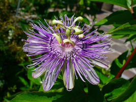10 Purple Passion Seeds Passiflora Incarnata Flower Fruit - £6.76 GBP