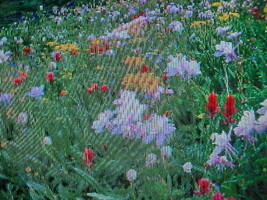 1/4 POUND(4 Ounces) Butterfly Hummingbird Wildflower Seed 15 Variety Mix Of Seed - £24.12 GBP