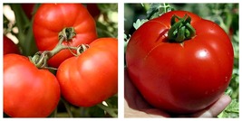 100 Seeds Early Girl Tomato Vegetable Garden Planting - $24.95