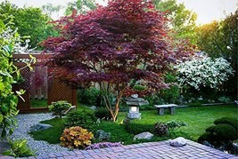 Japanese Bloodgood Red Maple Seeds Beautiful Tree Plant Hardy Bonsai Size: 5-100 - $2.65+