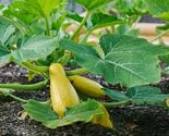 Prolific Straightneck Summer Squash Seeds - $4.47