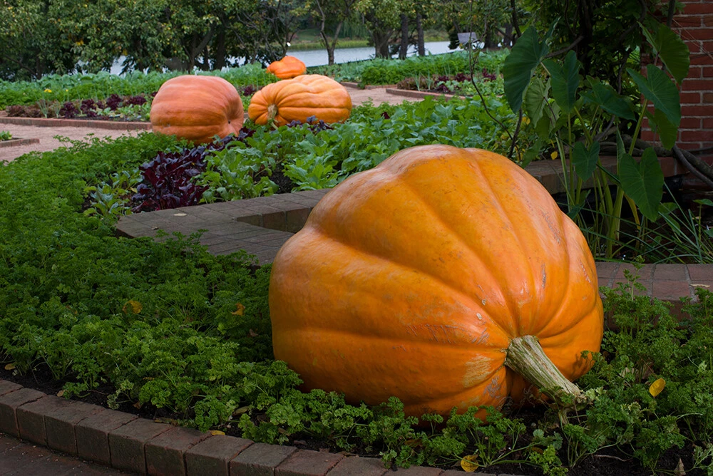 Dills Atlantic Giant Pumpkin 15 Seeds -HUGE - $16.02