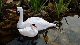 Pond H2o&#39;s Plastic Floating Swan Decoy Set of Two Swans, Pond Yard Garde... - $108.85