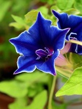 PWO Morning Glory Blue Picotee Ipmoea Vining Perennial Flower 15 Seeds - £5.38 GBP