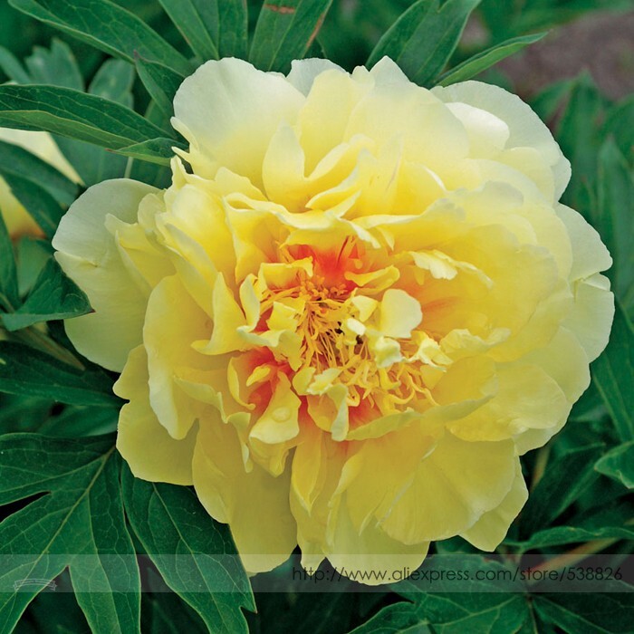 Red Yellow Double Blooms Peony Tree Fragrant Flower Seeds 5 Seeds - $7.99