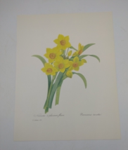 P J Redoute Beautiful Flowers Daffodils  Botanical Art Print Book Plate 83 - $11.86