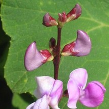 Wild Pea Vine Organic Dolichos Biflorus High Yield Edible 25 Seeds Gardening Fre - $7.98