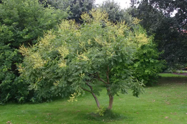 Yaupon Holly (Ilex Vometoria) 25 Seeds Fresh Garden Beautiful - £7.04 GBP