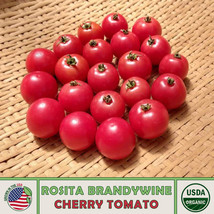 SGHOST 10 Rosita Brandywine Cherry Tomato Seeds Organic Openpollinated Genuine U - $8.62