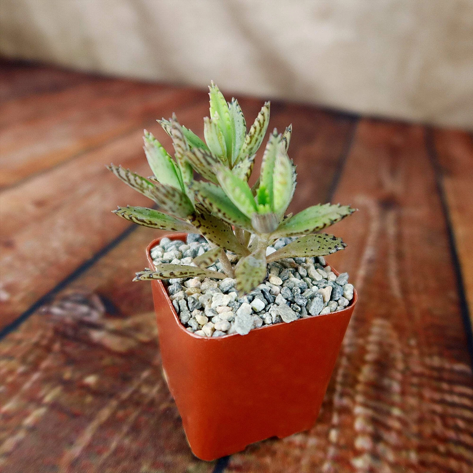 Hybrid Mother of Millions Kalanchoe houghtonii cactus Cacti Succulent re... - $30.74