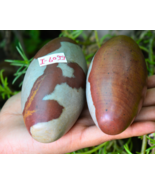 4&quot;3.5&quot;Shiva Lingam Stone Narmada River India Very Excellent &amp; Pure Linga... - £58.25 GBP