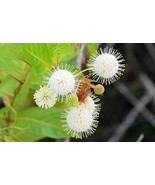 FREE SHIPPING 15+ seeds Buttonbush Ornamental Shrub {Cephalanthus occide... - $11.99