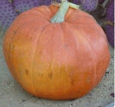 10 Big Max Pumpkin Seedshalloween Giant Specialty Fresh Garden - £7.72 GBP