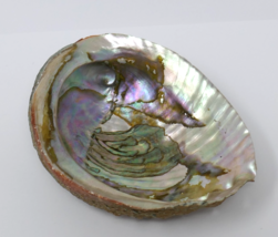 Abalone Iridescent MOP Shell - $27.43