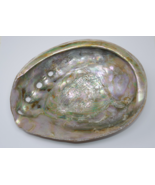 Large Red Abalone Haliotis rufescens Iridescent MOP 8x6 Shell - $44.09