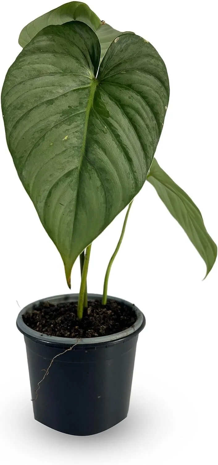 Philodendron Pastazanum Silver nieve Green House Plant - £100.83 GBP